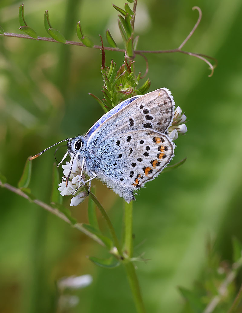 Siver-studded blue